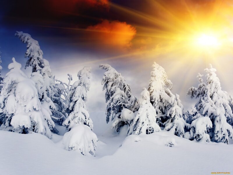 Snow-covered Pine Trees — White, Dramatic, Winter, Photograph, Sun, Clouds, Snow