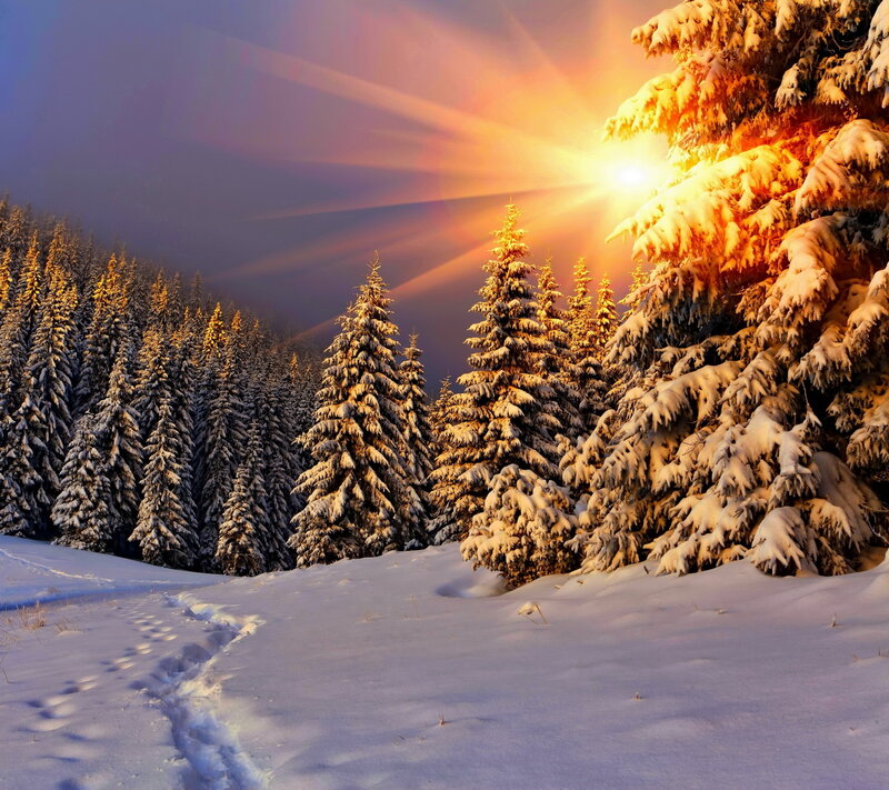 Snow-covered Pine Trees — White, Dramatic, Winter, Photograph, Sunlight