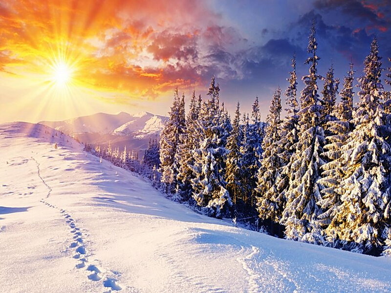 Snow-covered Pine Trees — White, Dramatic, Winter, Photograph, Sunrise