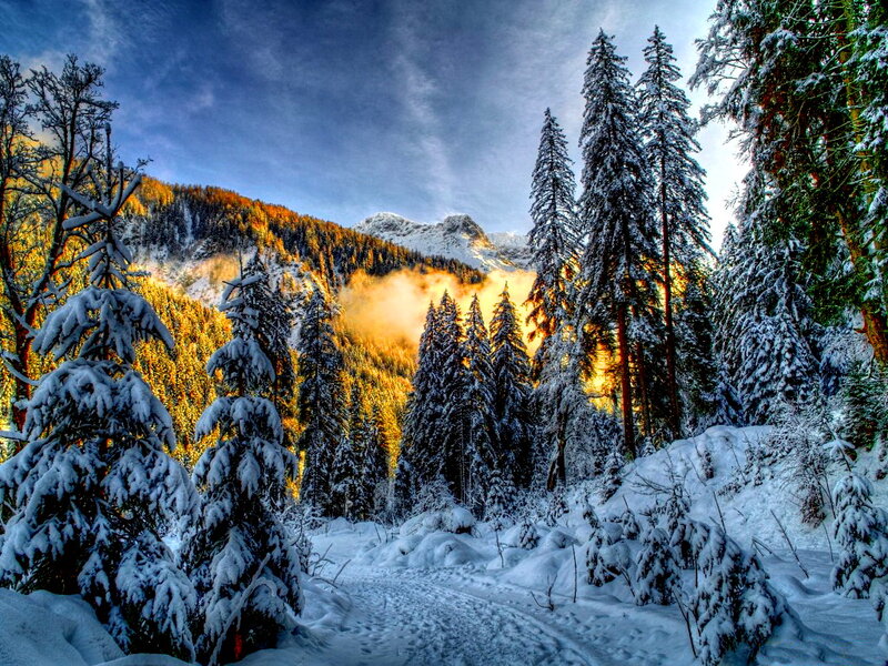 Snow-covered Pine Trees — White, Dramatic, Winter, Photograph