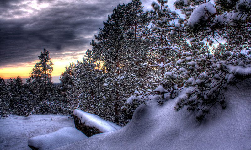 Snow-covered Pine Trees — White, Dramatic, Winter