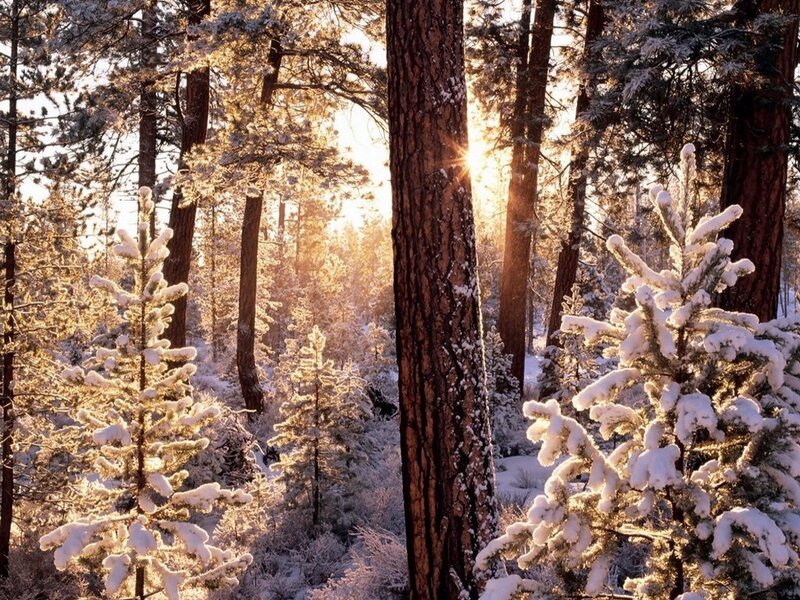 Snow-covered Pine Trees — White, Gold
