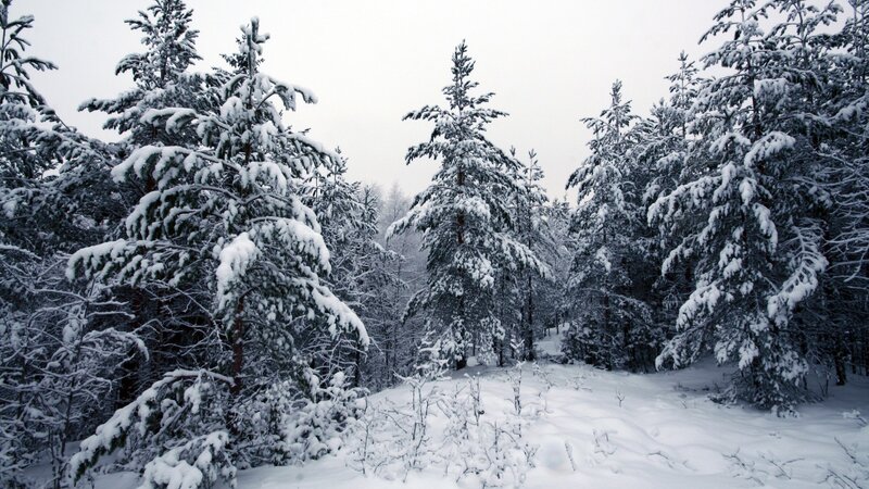 Snow-covered Pine Trees — White, Gray