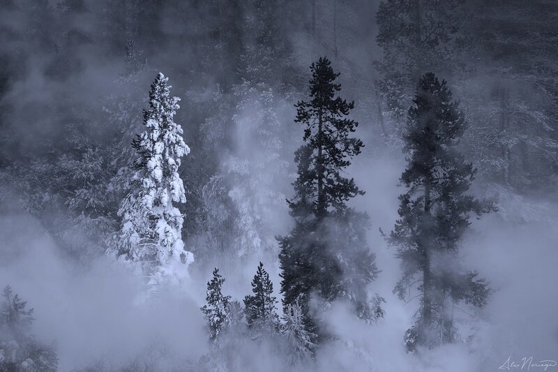 Snow-covered Pine Trees — White, Misty