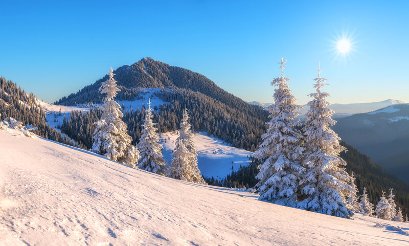 Snow-covered Pine Trees — White, Serene, Morning, Photograph