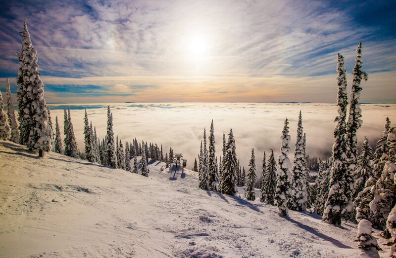Snow-covered Pine Trees — White, Serene, Morning