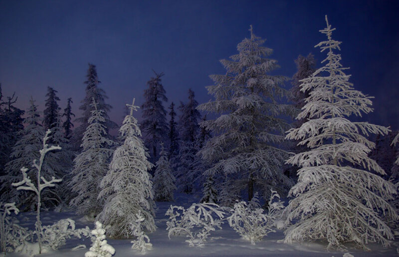Snow-covered Pine Trees — White, Serene, Night, Photograph, Snow