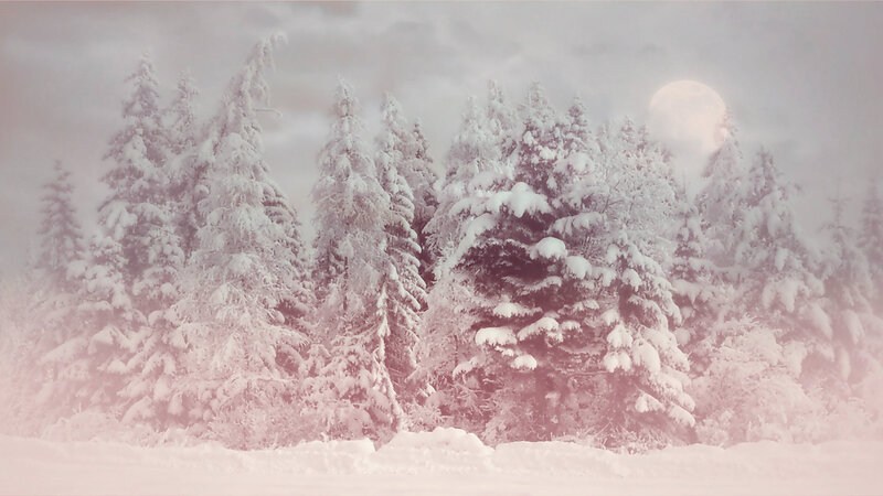 Snow-covered Pine Trees — White, Serene, Night, Photograph