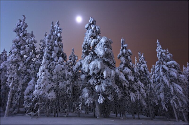 Snow-covered Pine Trees — White, Serene, Night