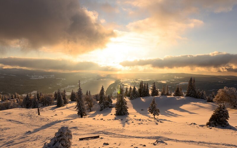 Snow-covered Pine Trees — White, Serene, Sunrise, Photograph