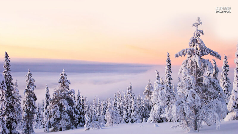 Snow-covered Pine Trees — White, Serene, Sunrise