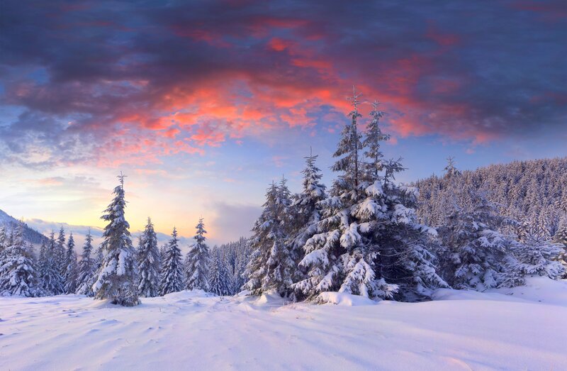 Snow-covered Pine Trees — White, Serene, Sunset, Photograph, Forest