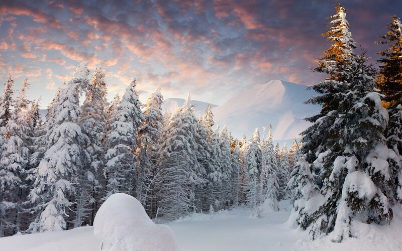 Snow-covered Pine Trees — White, Serene, Sunset, Photograph, Mountain, Sky