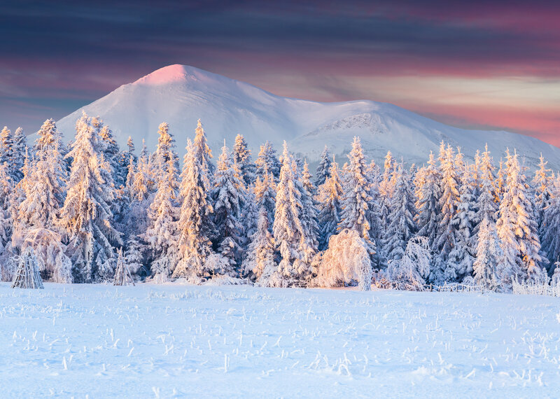 Snow-covered Pine Trees — White, Serene, Sunset, Photograph, Mountain