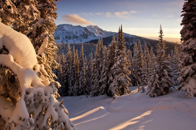 Snow-covered Pine Trees — White, Serene, Sunset, Photograph, Mountains, Forest