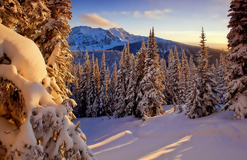 Snow-covered Pine Trees — White, Serene, Sunset, Photograph, Mountains, Snow, Forest