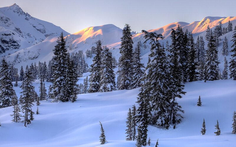 Snow-covered Pine Trees — White, Serene, Sunset, Photograph, Mountains, Snow