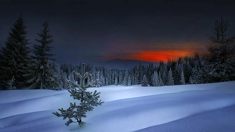 Snow-covered Pine Trees — White, Serene, Sunset, Photograph, Snow, Mountains