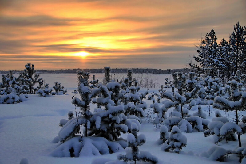 Snow-covered Pine Trees — White, Serene, Sunset, Photograph, Snow, Sky