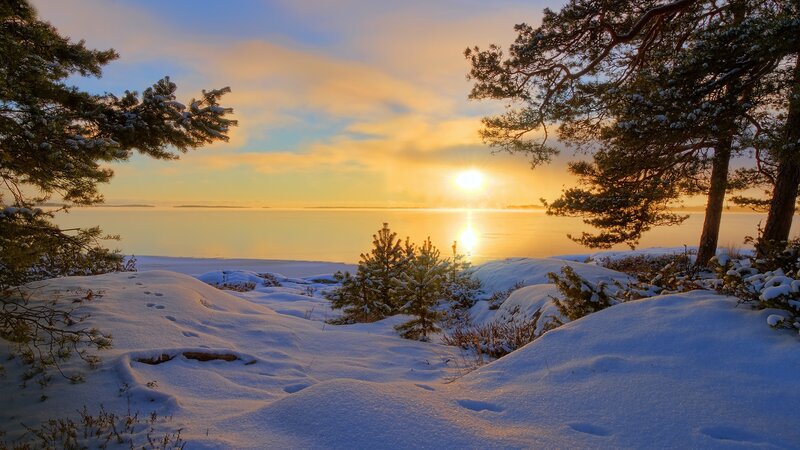 Snow-covered Pine Trees — White, Serene, Sunset, Photograph, Snow, Sun