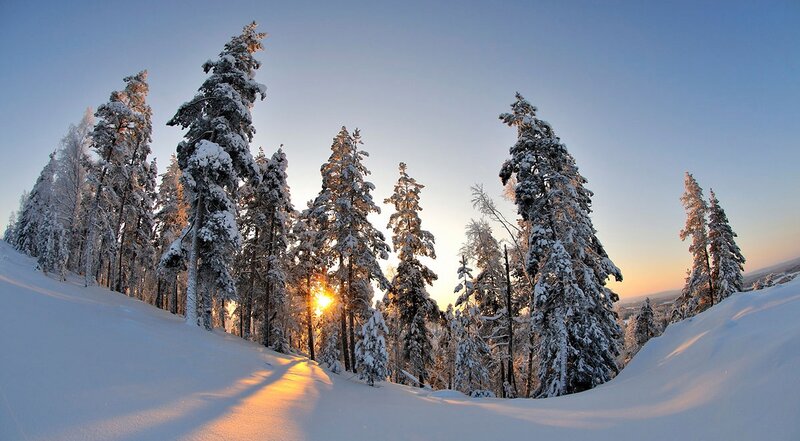 Snow-covered Pine Trees — White, Serene, Sunset, Photograph, Sun, Snow, Forest