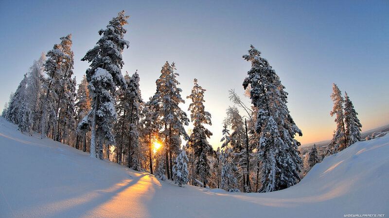 Snow-covered Pine Trees — White, Serene, Sunset, Photograph, Sun