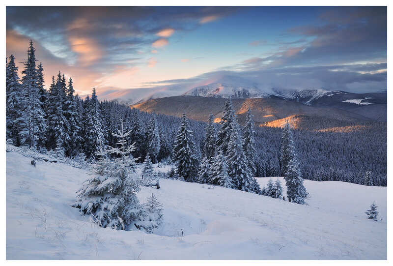 Snow-covered Pine Trees — White, Serene, Sunset, Photograph