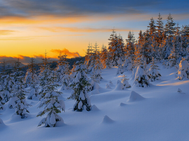 Snow-covered Pine Trees — White, Serene, Sunset