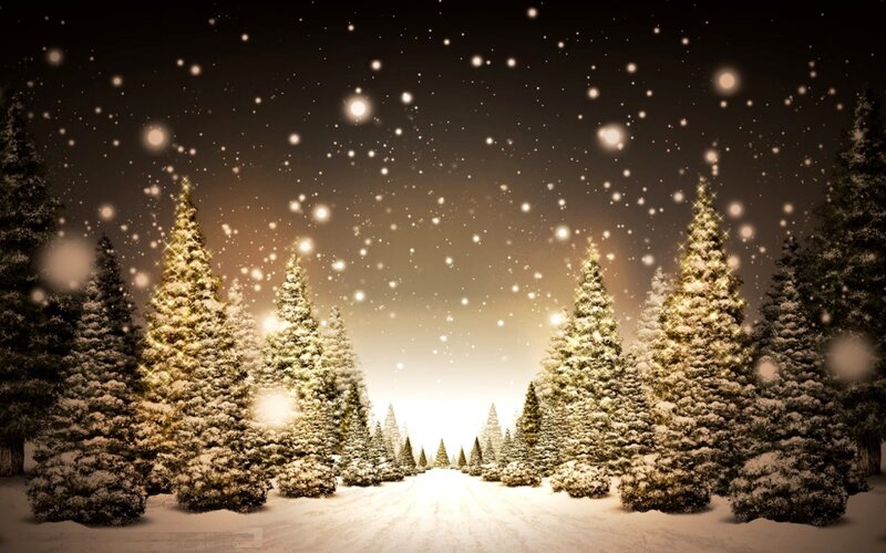 Snow-covered Pine Trees — White, Serene