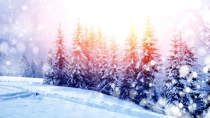 Snow-covered Pine Trees — White, Serene, Winter, Digital Art, Snow, Forest