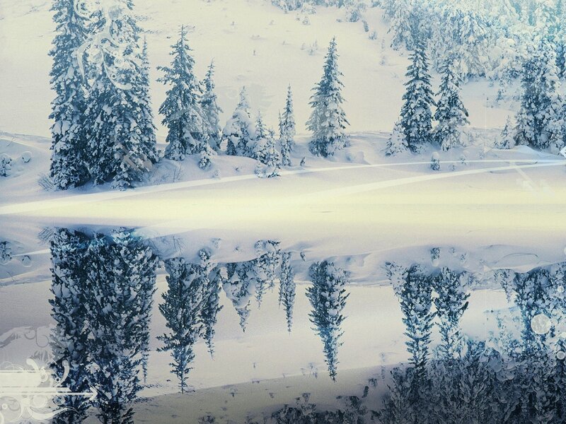 Snow-covered Pine Trees — White, Serene, Winter, Digital Art, Snow, Reflection