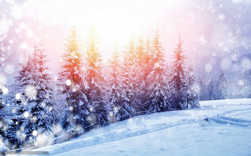 Snow-covered Pine Trees — White, Serene, Winter, Digital Art, Snow, Sunlight