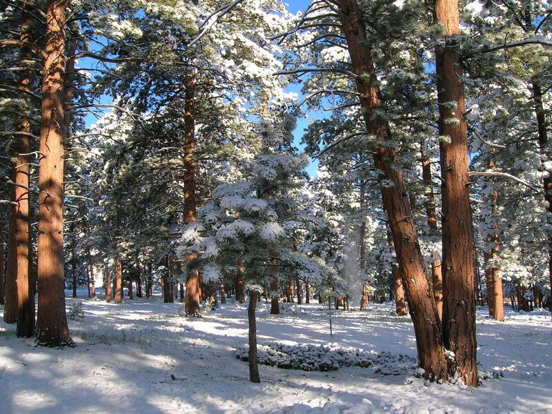 Snow-covered Pine Trees — White, Serene, Winter, Photograph, Disc Golf Basket