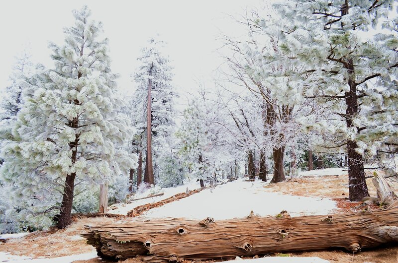Snow-covered Pine Trees — White, Serene, Winter, Photograph, Fallen Log