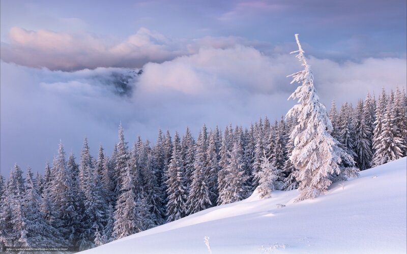 Snow-covered Pine Trees — White, Serene, Winter, Photograph, Forest, Clouds, Mountain
