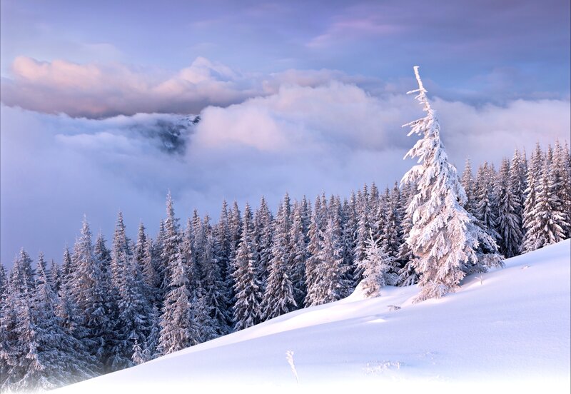 Snow-covered Pine Trees — White, Serene, Winter, Photograph, Forest, Clouds