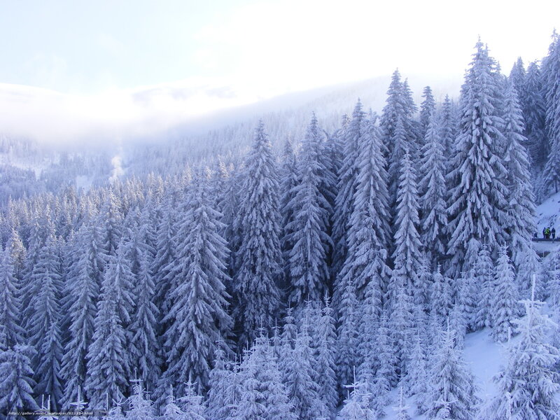 Snow-covered Pine Trees — White, Serene, Winter, Photograph, Forest, Mountain, Clouds