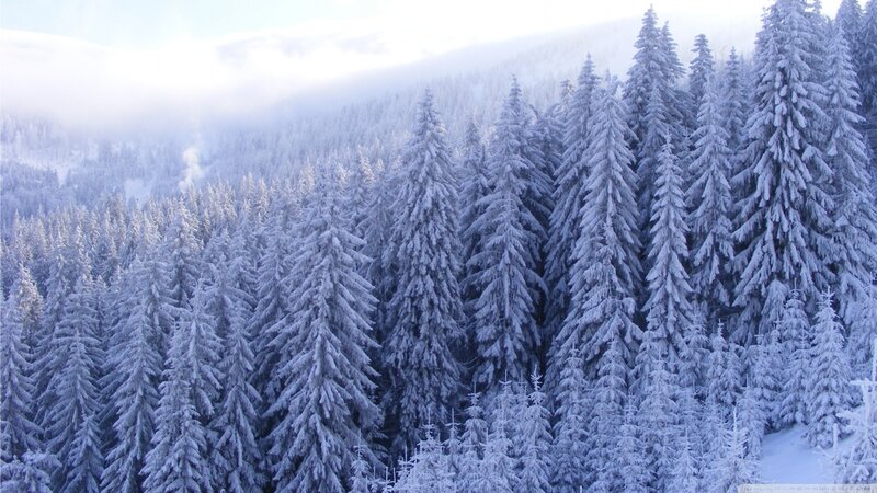 Snow-covered Pine Trees — White, Serene, Winter, Photograph, Forest, Mountain, Fog