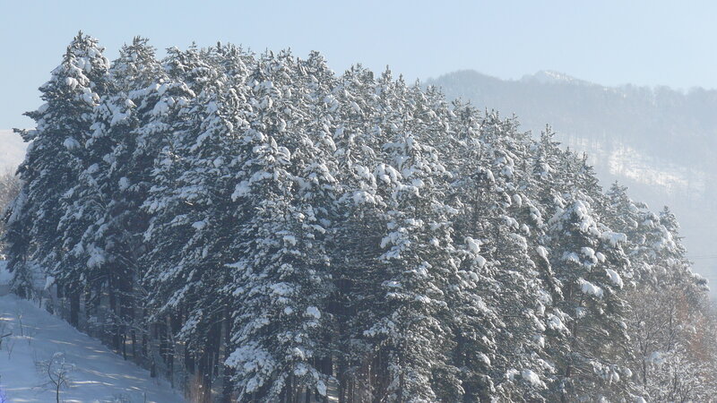 Snow-covered Pine Trees — White, Serene, Winter, Photograph, Forest, Mountain, Snow