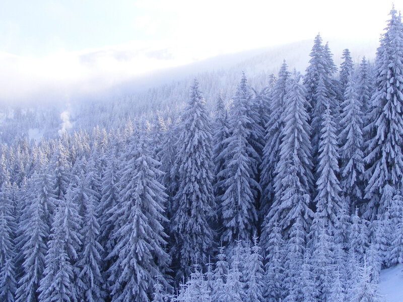 Snow-covered Pine Trees — White, Serene, Winter, Photograph, Forest, Mountain
