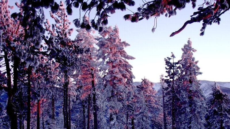 Snow-covered Pine Trees — White, Serene, Winter, Photograph, Forest, Mountains