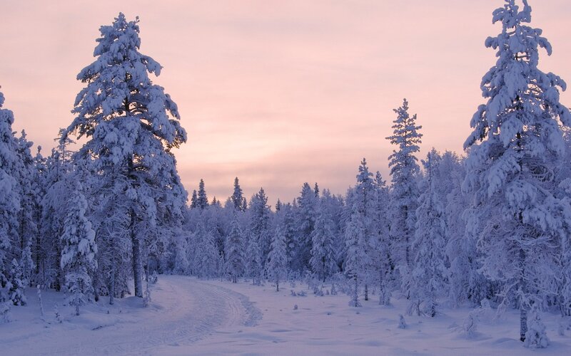 Snow-covered Pine Trees — White, Serene, Winter, Photograph, Forest, Path, Sky