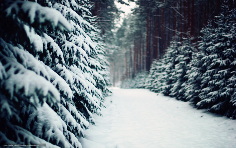 Snow-covered Pine Trees — White, Serene, Winter, Photograph, Forest, Path, Snow