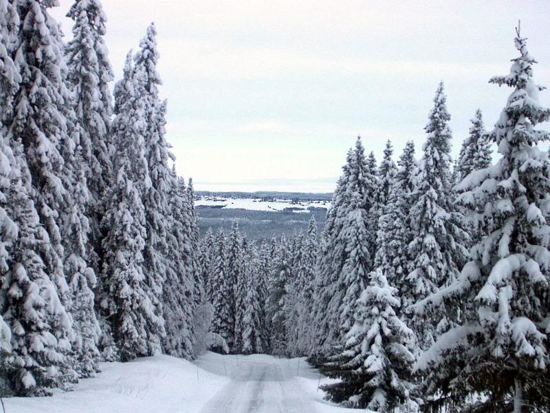 Snow-covered Pine Trees — White, Serene, Winter, Photograph, Forest, Road