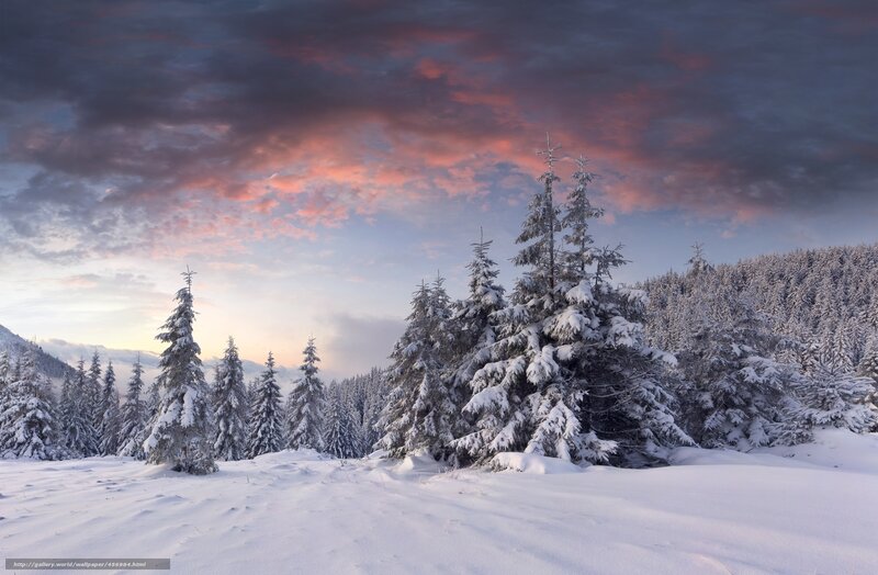Snow-covered Pine Trees — White, Serene, Winter, Photograph, Forest, Sky, Mountain