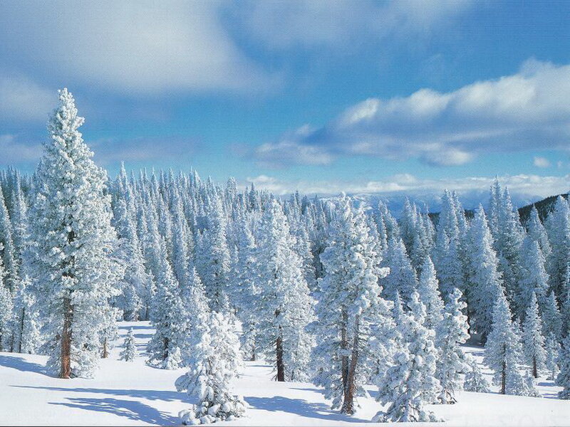 Snow-covered Pine Trees — White, Serene, Winter, Photograph, Forest, Sky