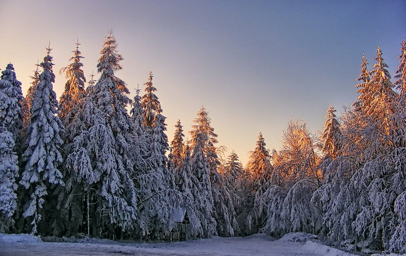 Snow-covered Pine Trees — White, Serene, Winter, Photograph, Forest, Snow, Sky