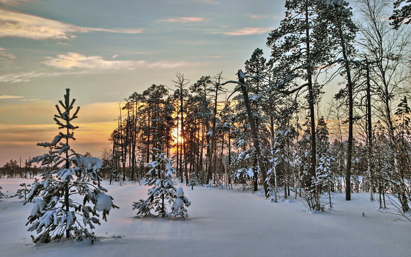 Snow-covered Pine Trees — White, Serene, Winter, Photograph, Forest, Snow, Sunset