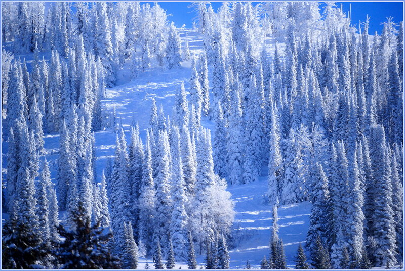 Snow-covered Pine Trees — White, Serene, Winter, Photograph, Forest, Snow