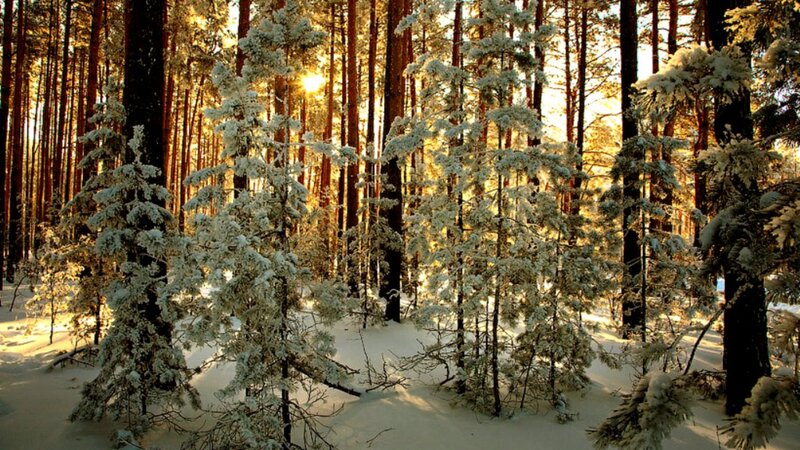 Snow-covered Pine Trees — White, Serene, Winter, Photograph, Forest, Sunlight, Snow